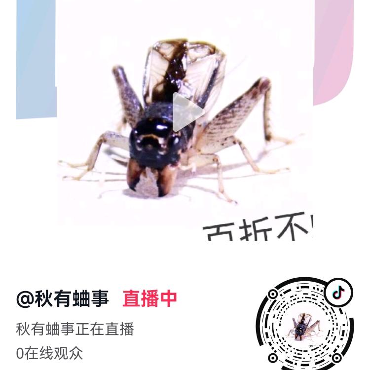 秋有蛐事