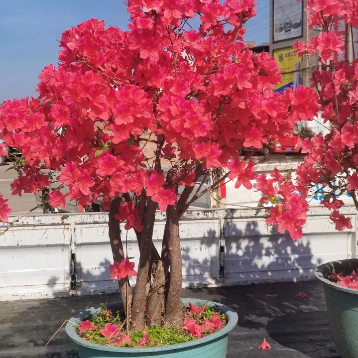 用，平安是福