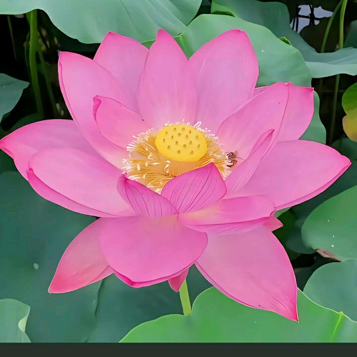 花花