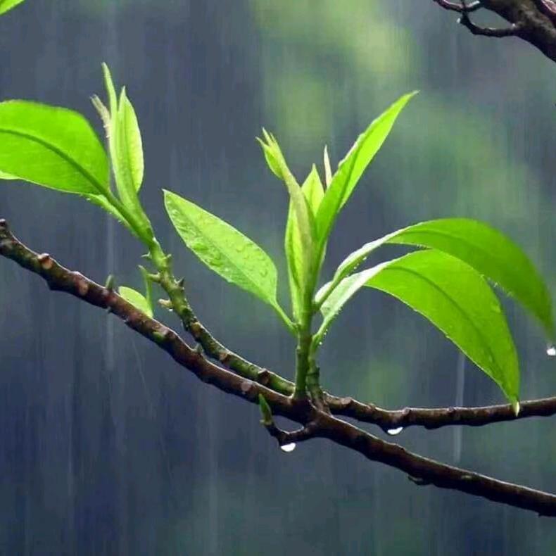 小翼