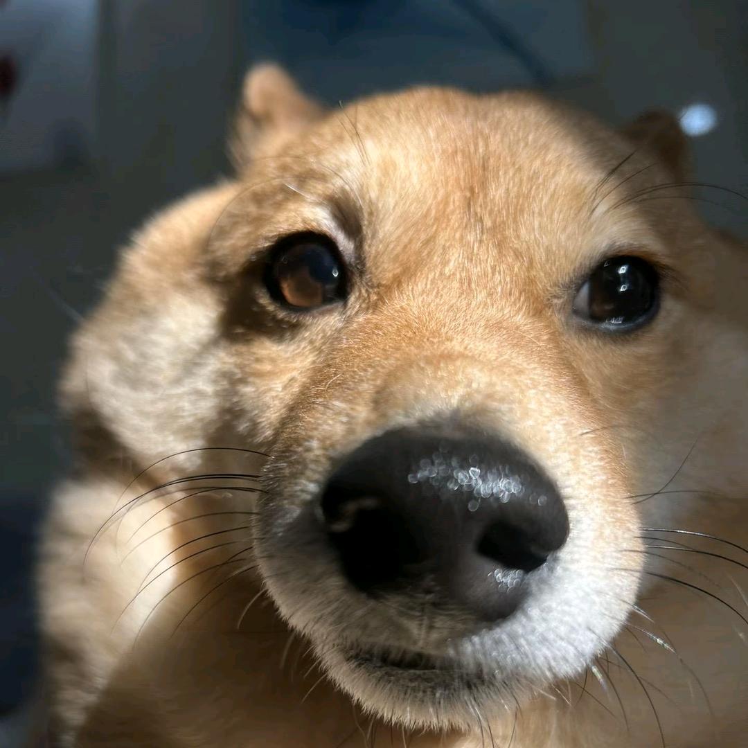 西伯利亚没尾巴狼