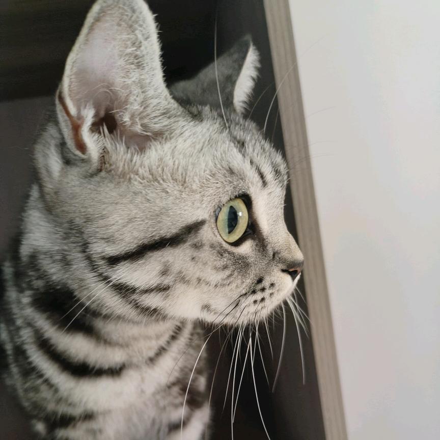@赚钱养猫咪🐱