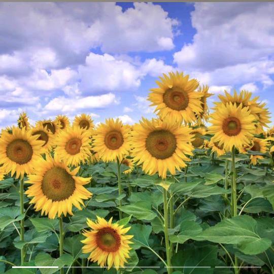 昨天太短🌻明天太远头像