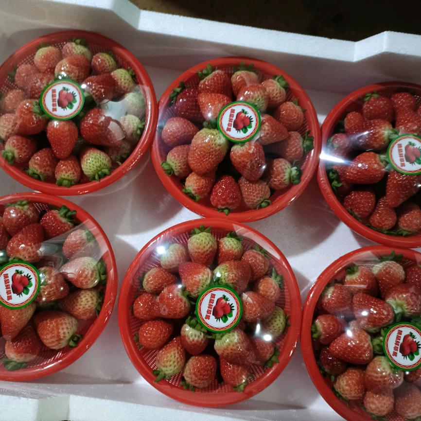 云南草莓套哥