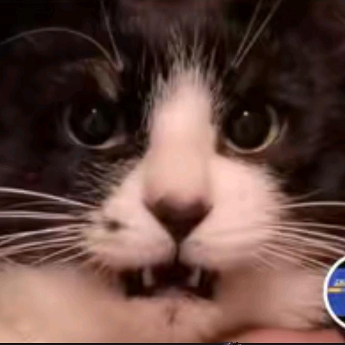Meme猫猫