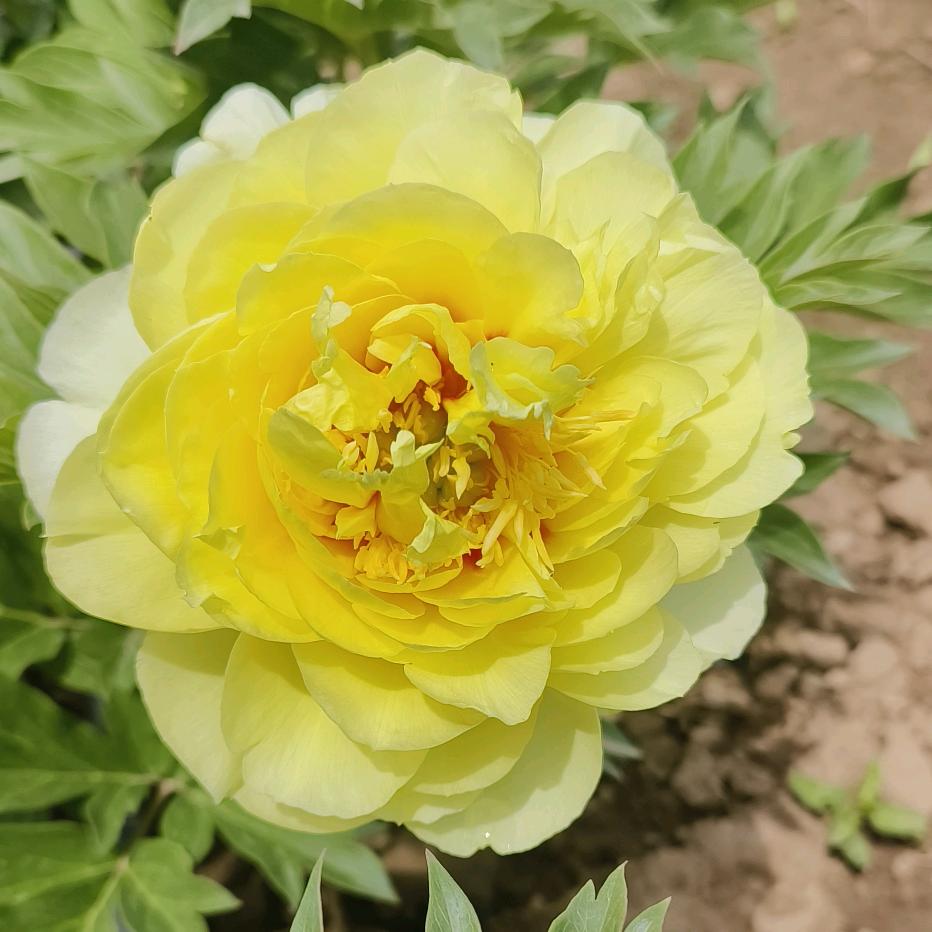 甘肃芍药