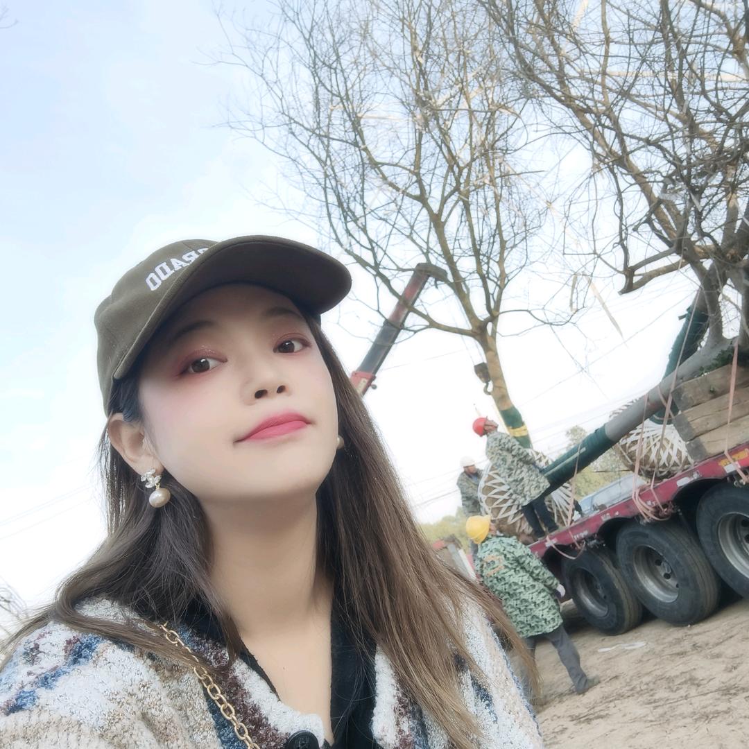 湖北香樟(黑土田苗)~晓莉