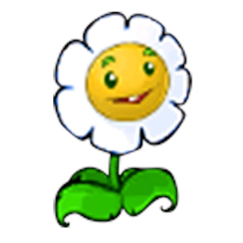 阳台前的金盏花