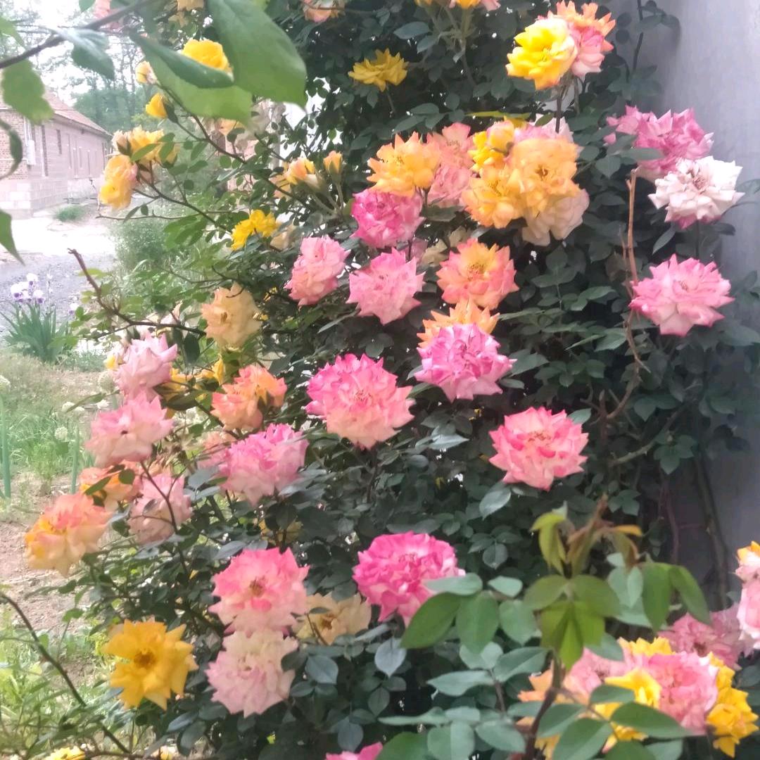 花开人生