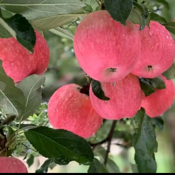 🍎🍎🍎萍