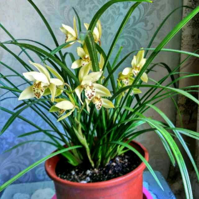 哓莉