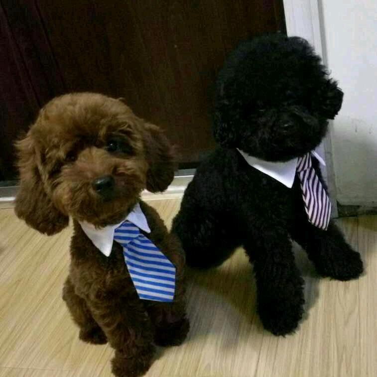 体重有点陈   女士