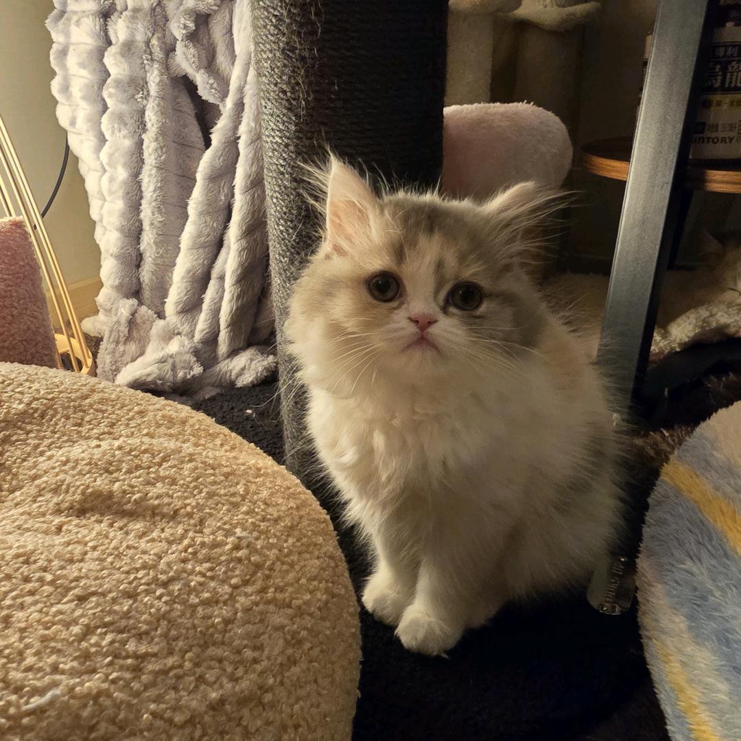 花儿是只小蠢猫