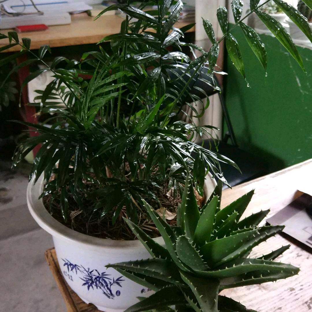 梦想成真。