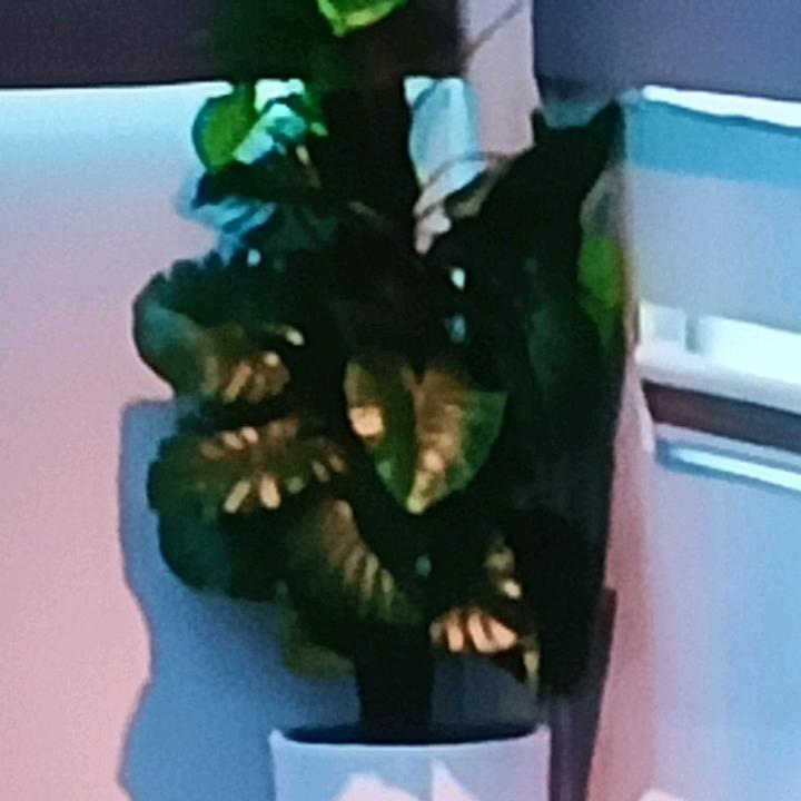 🍀🍀🍀