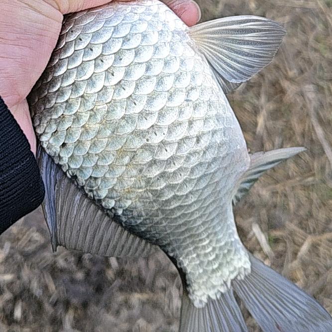 江苏一级喂鱼大师～王大锤