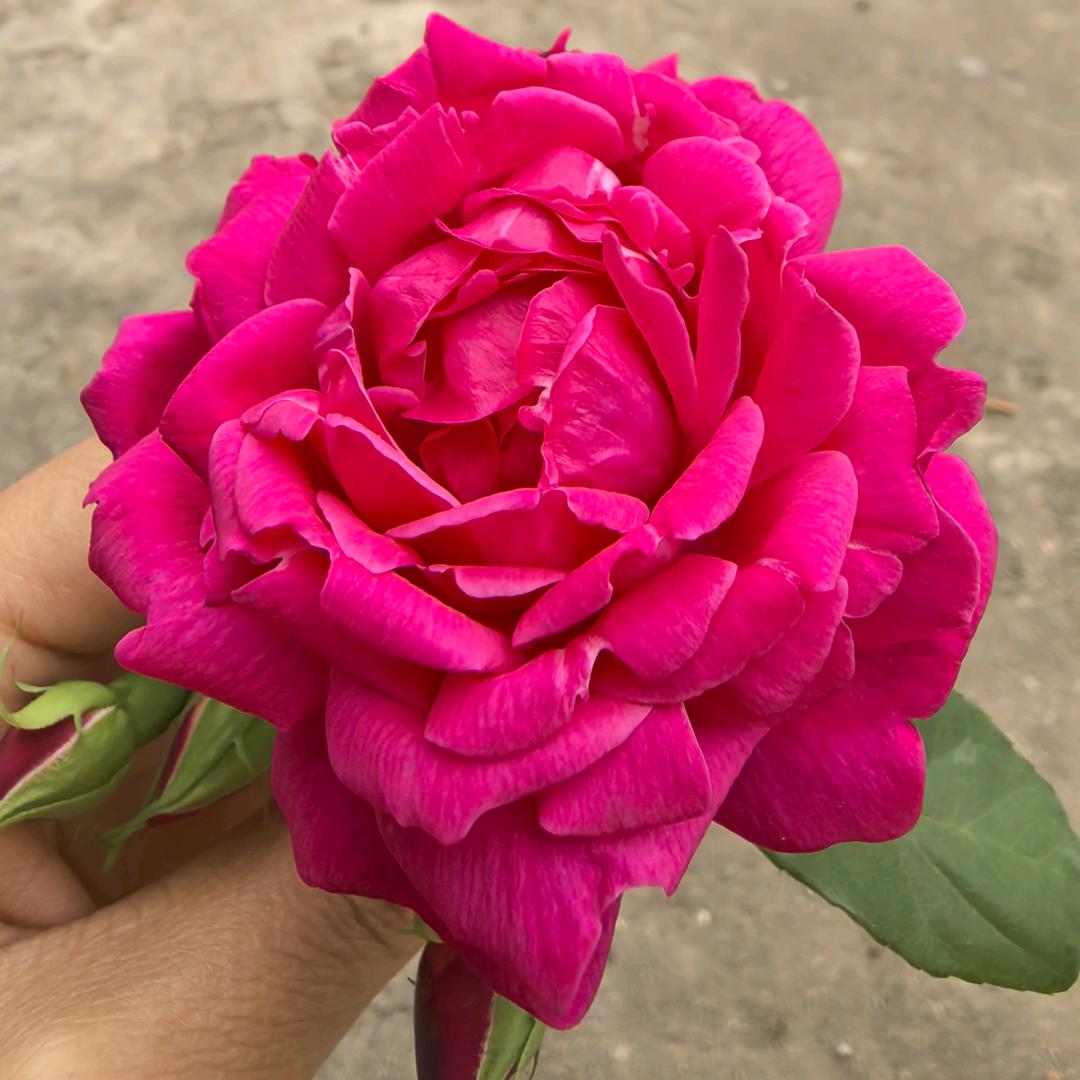 青青吖