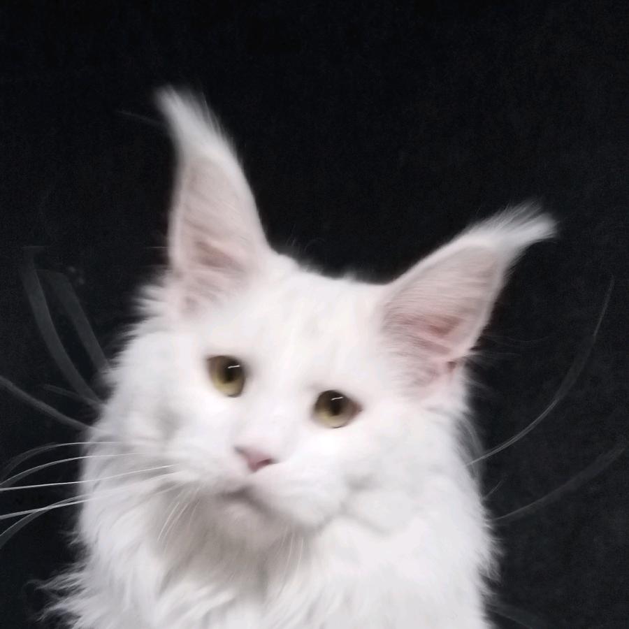 缅因猫🇷🇺（辉姐）