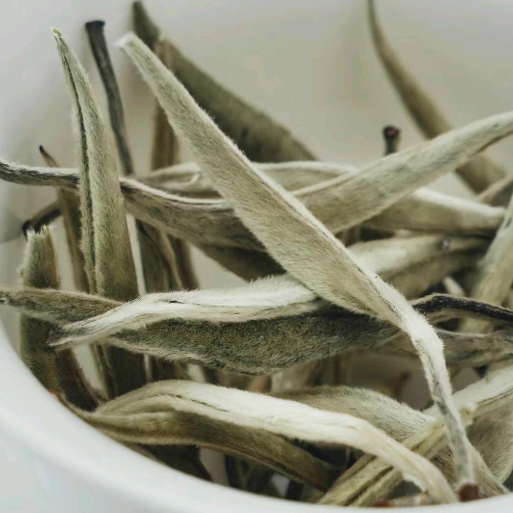 景谷大叶白茶