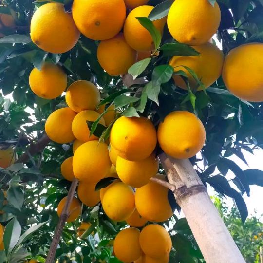 赣南脐橙产品