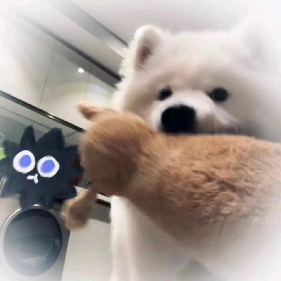 一只绵羊.