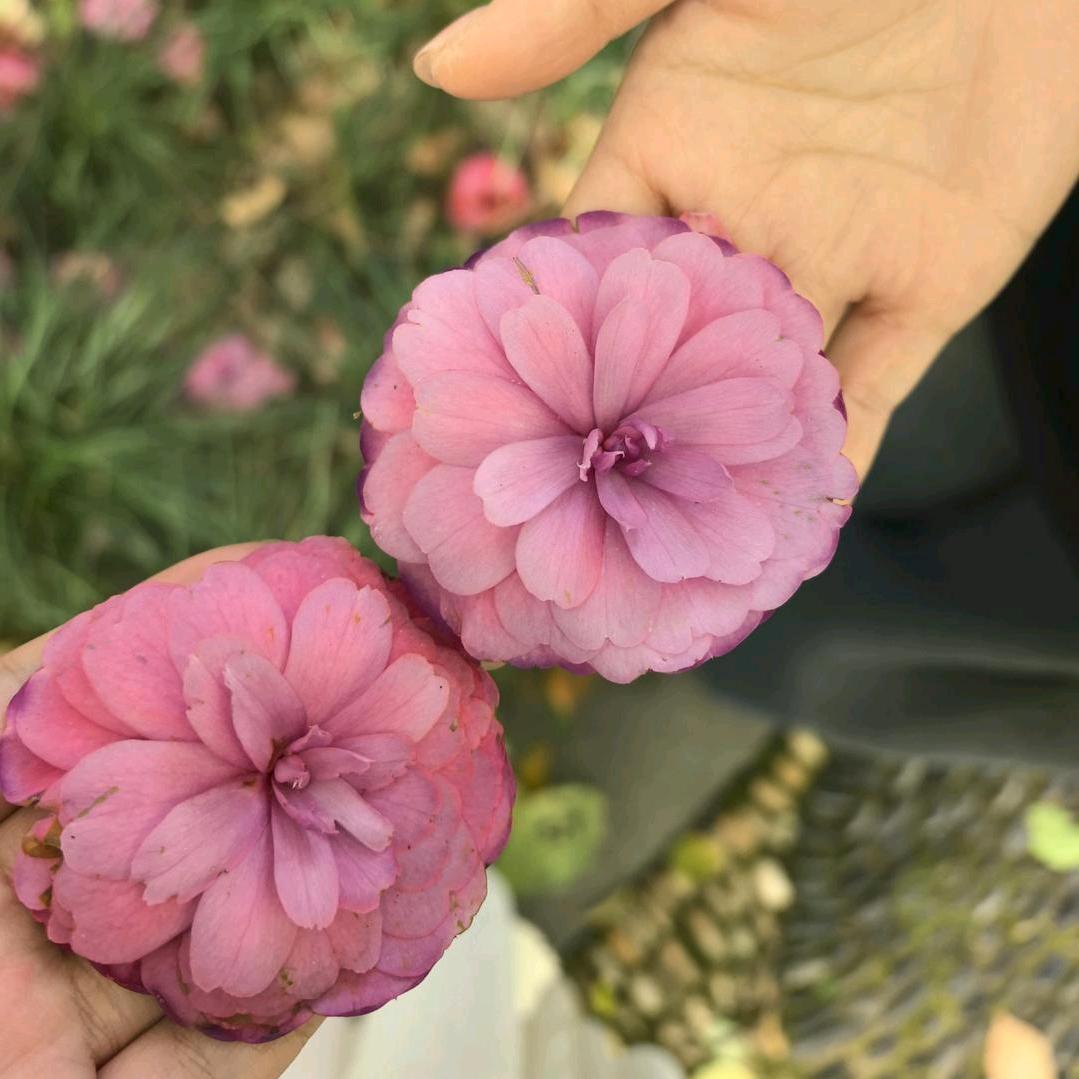 一朵大花（乱画）