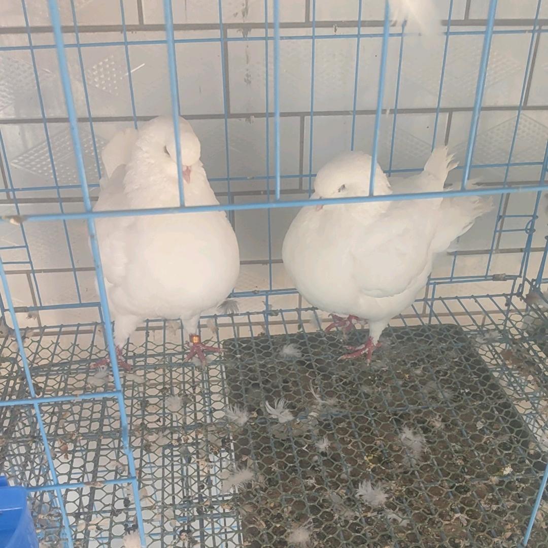 海源鸽舍