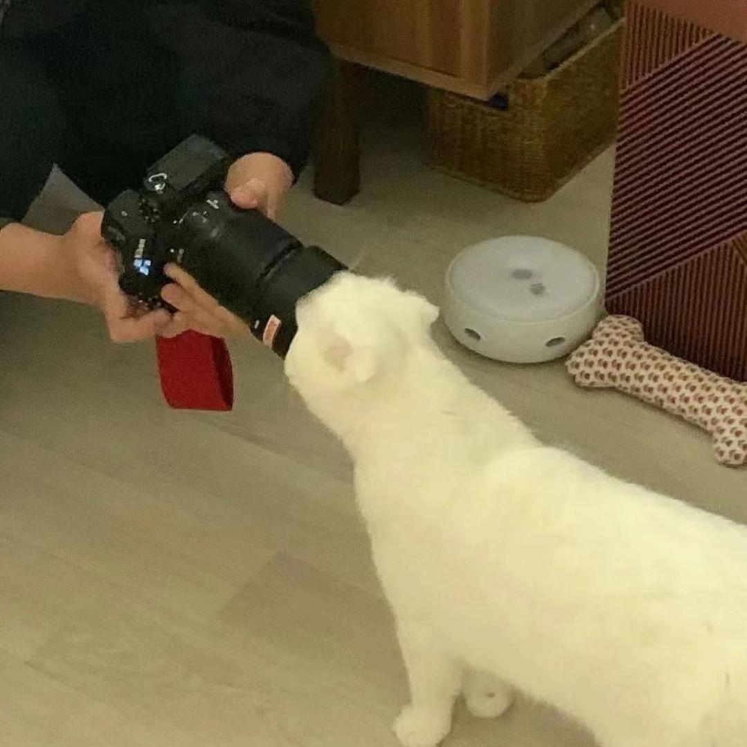 柏溪🐾