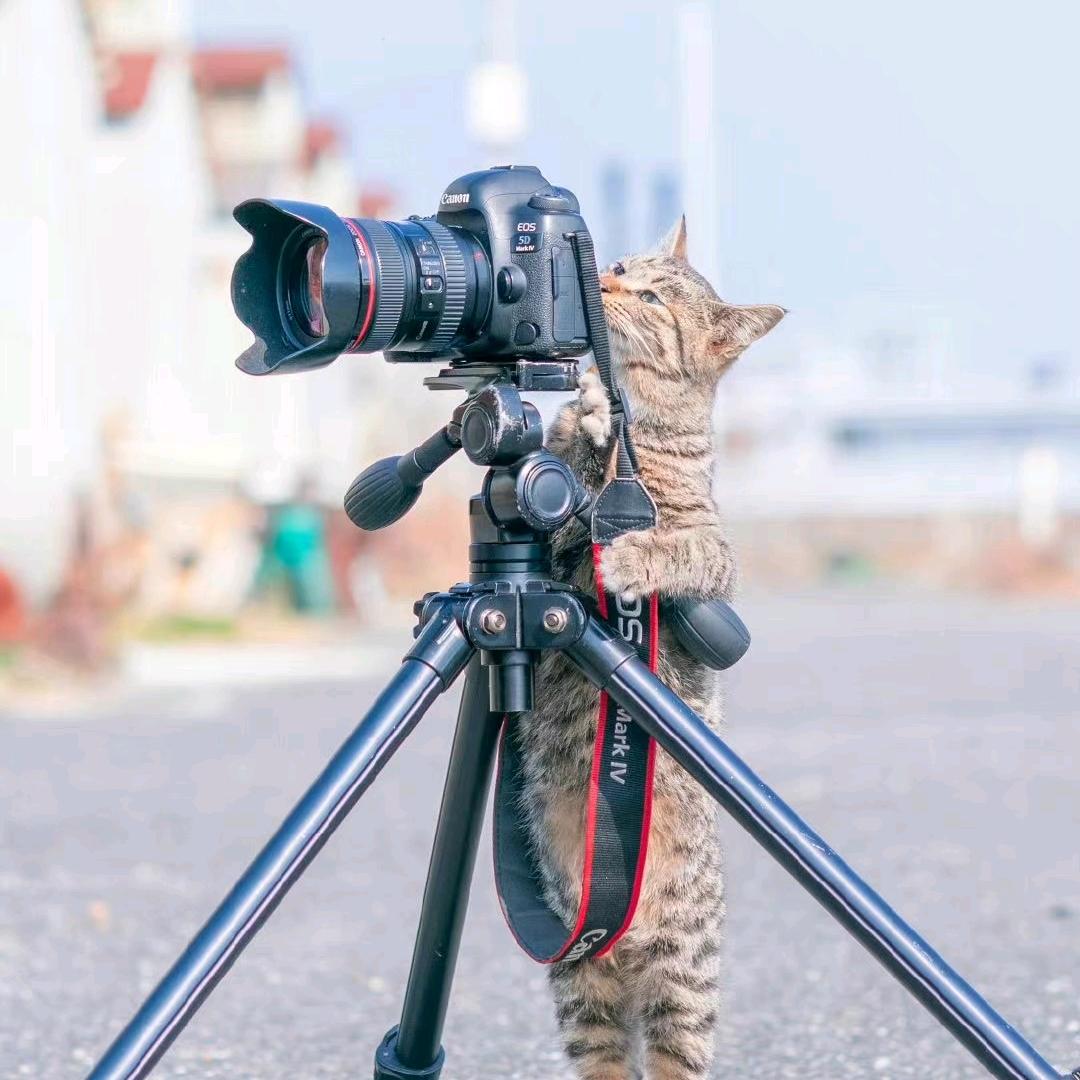 到处走的小汪📷