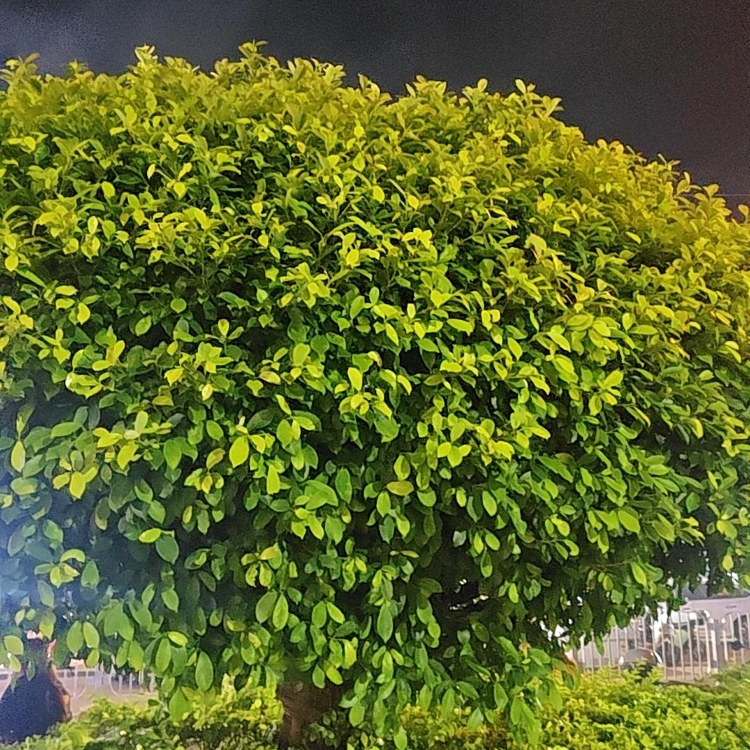 我是麻将总