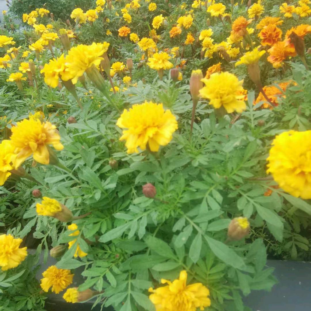 🉑儿🍇🌽🍎🌹🌺🧚‍💐