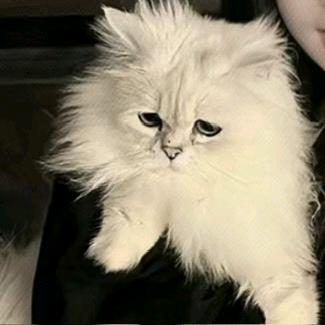 狸大崽子