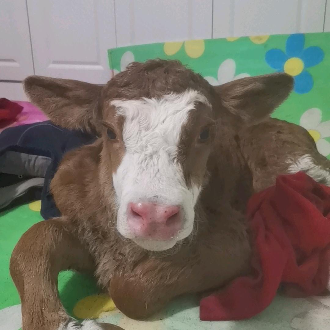 a牛人在奋斗🐂