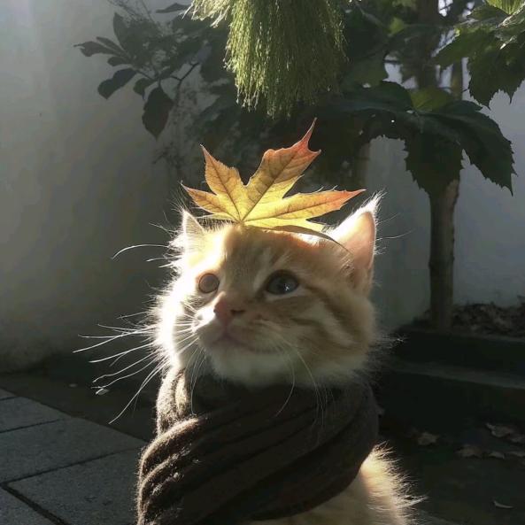 𝘼𝙦𝙪𝙖𝙗𝙤𝙤𝙮