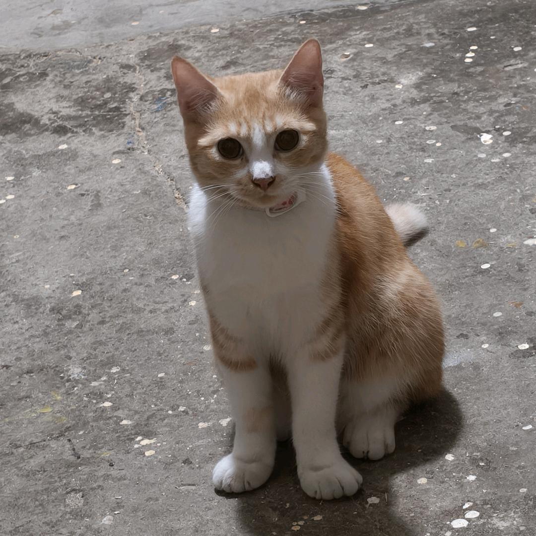 Cat↝ᴱˢ