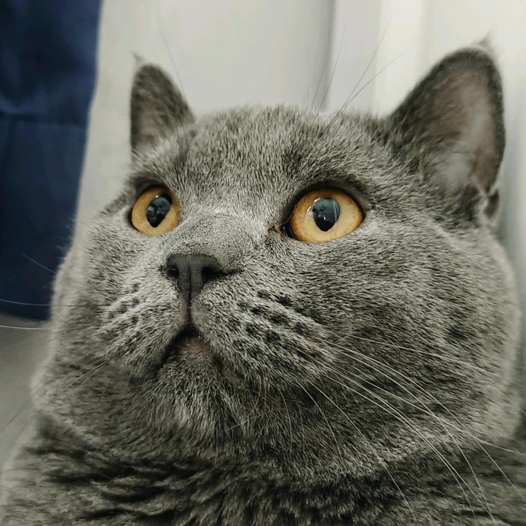 煎饼是只猫