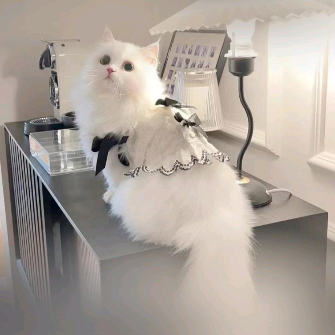 努力拼搏，独宠一人