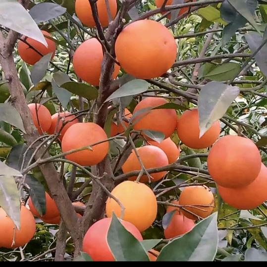 英姐永远开心幸福