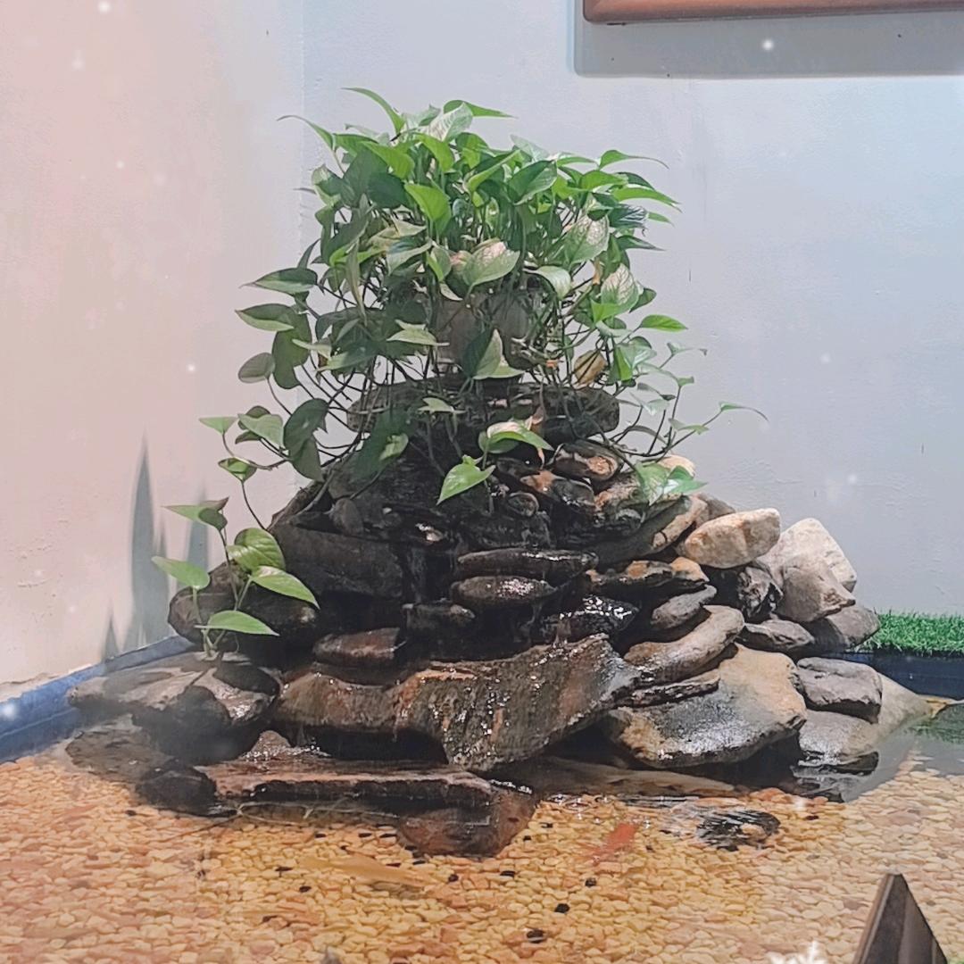 丰