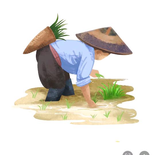 万弘农业(百香果苗)