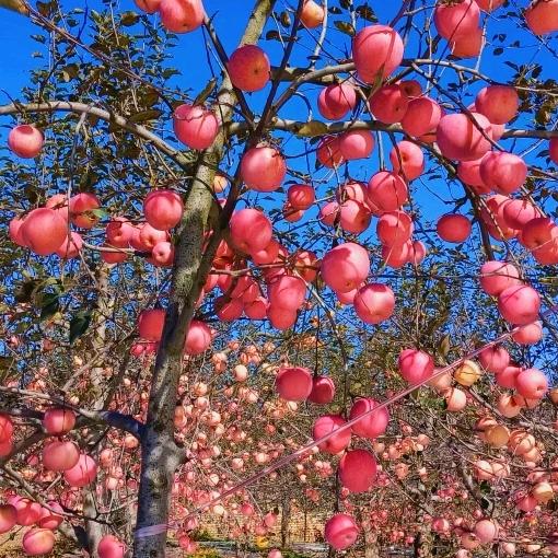 邵氏阳光鲜果园