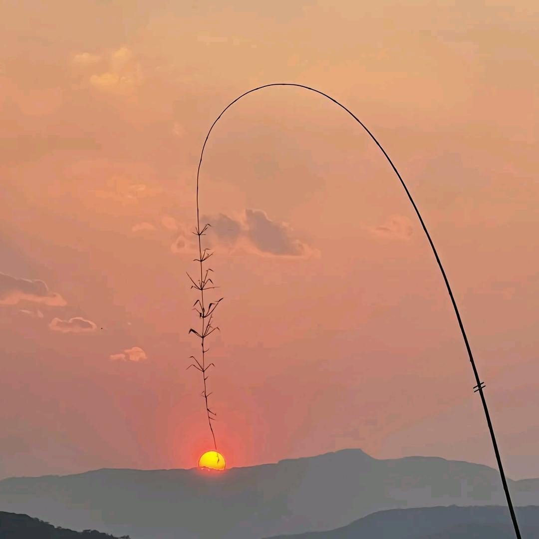 风中劲草