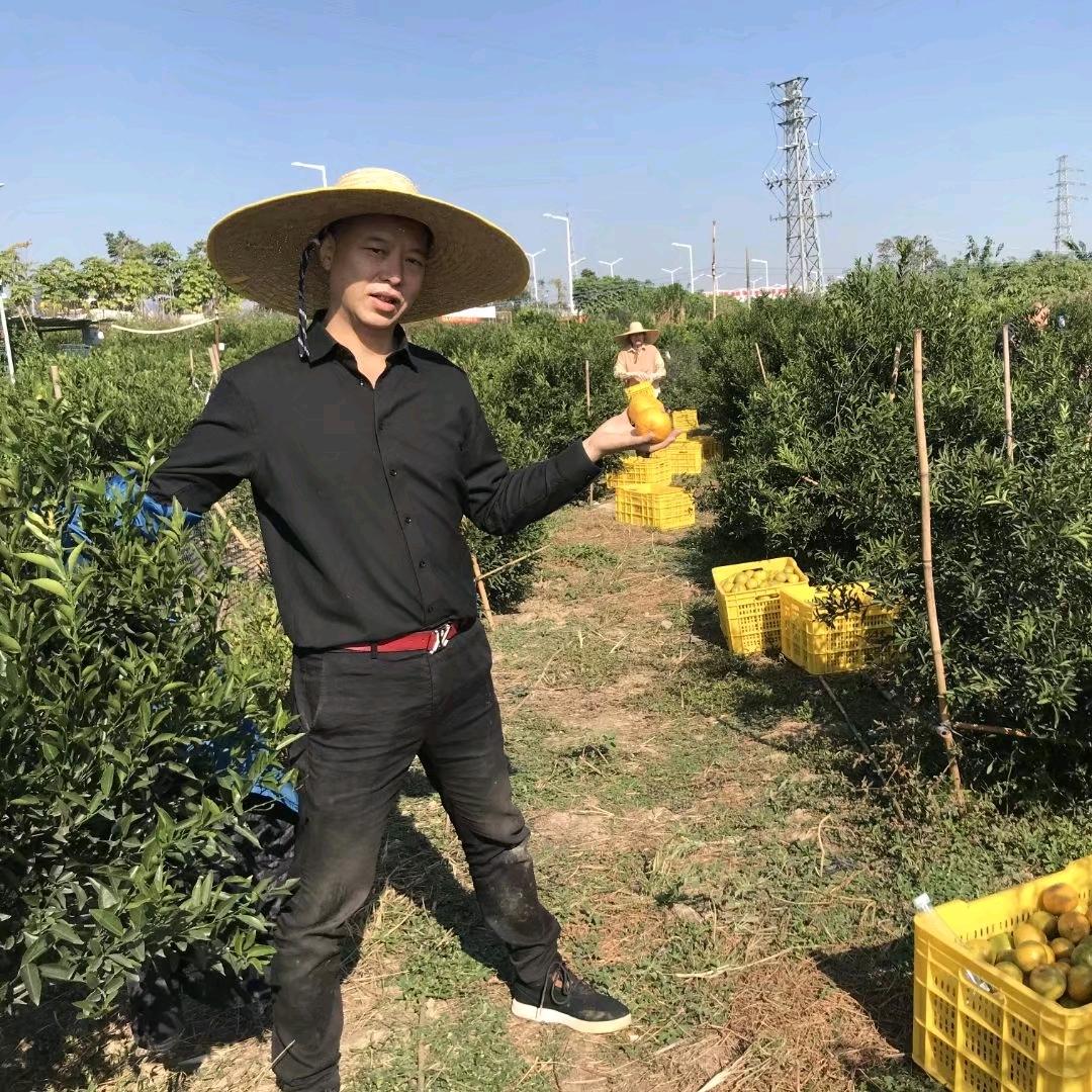 公子辉，陈皮辉