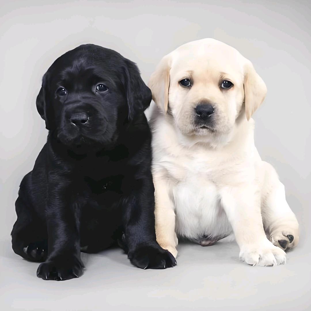 天津诺鑫拉布拉多犬舍