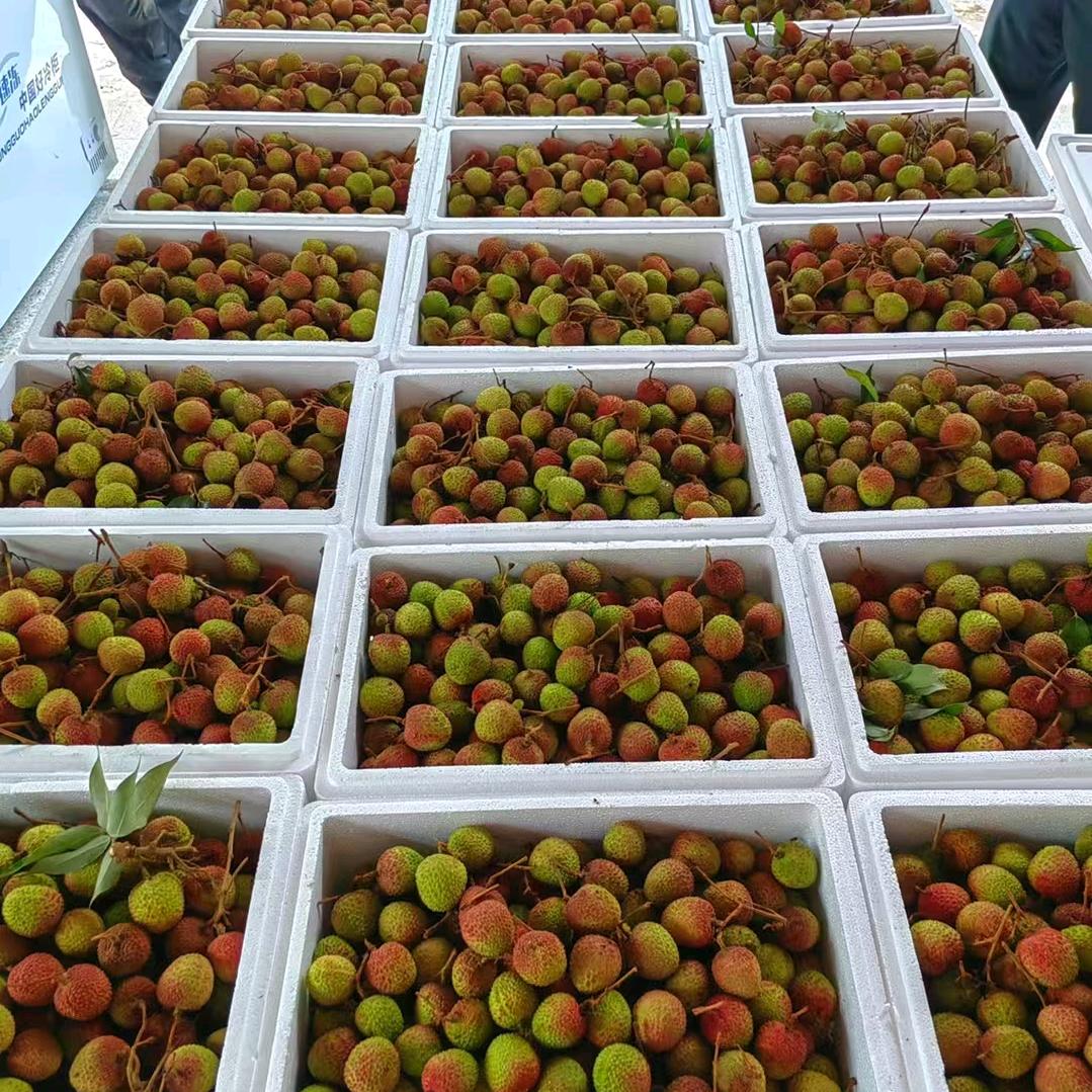 南山荔枝西丽果园