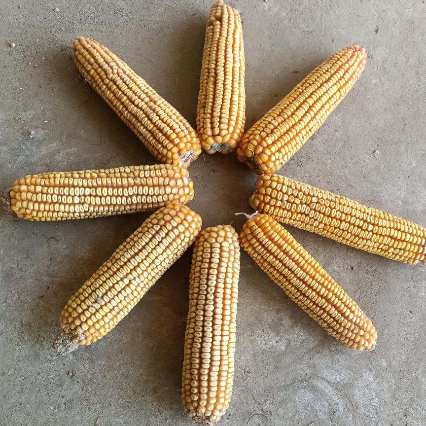 服务农民卖粮多卖钱