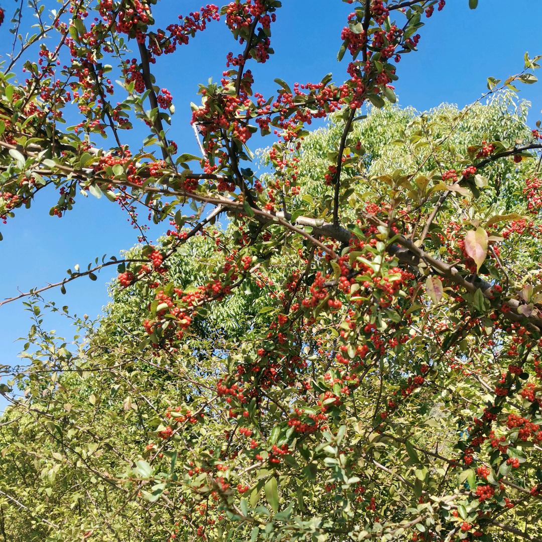 我是一个农村妹