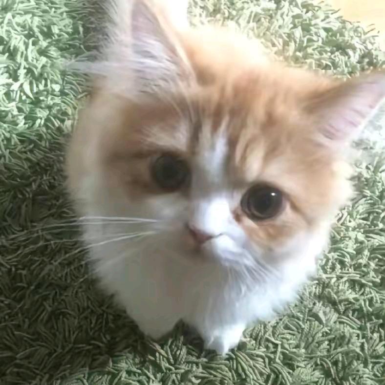 95秒惠吃小炸鱼