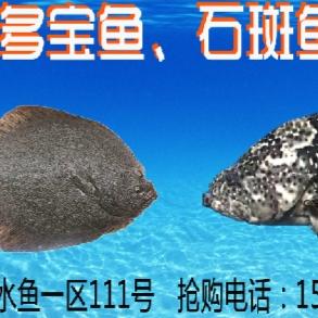 多宝鱼石斑鱼吊吊鲜无公害吊水鱼