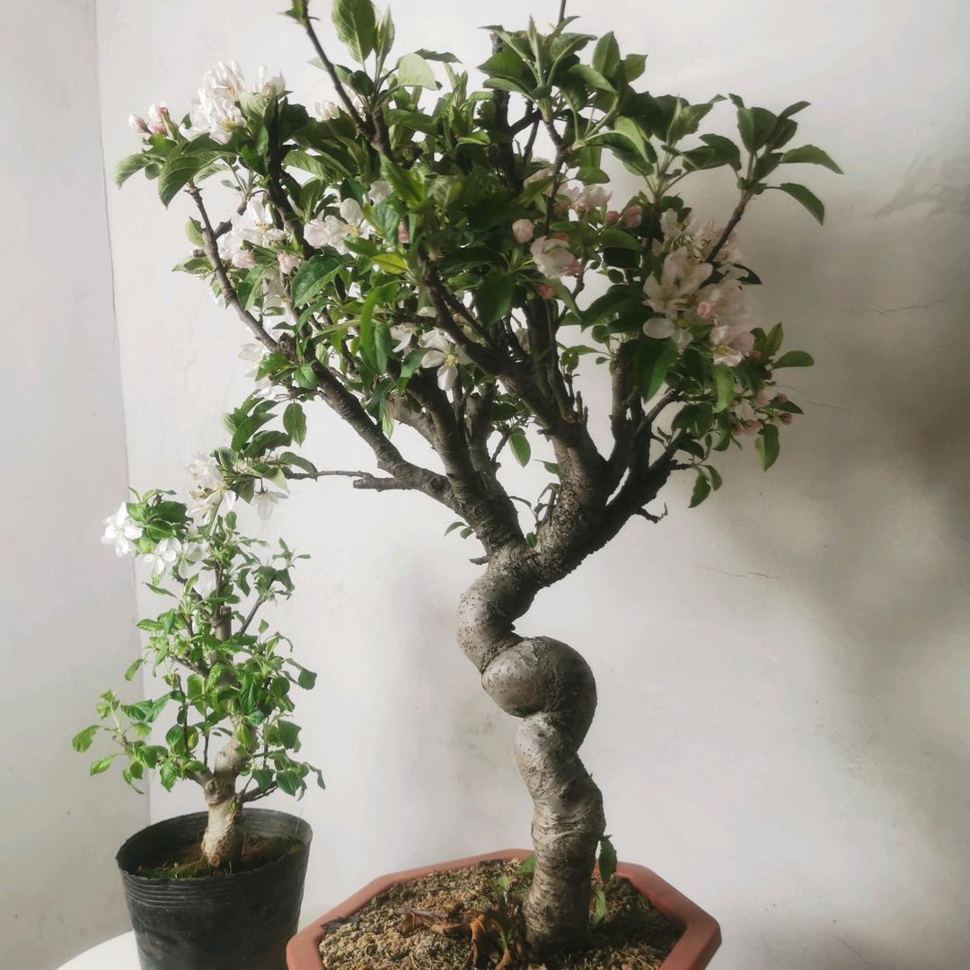 郯城育林绿植优品小铺